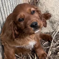 Annie., a female Irish Setter for sale in Lakewood, WI – Photo 1 of 4