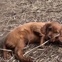 Annie., a female Irish Setter for sale in Lakewood, WI – Photo 2 of 4