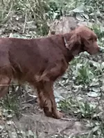 Annie., a female Irish Setter for sale in Lakewood, WI – Photo 4 of 4