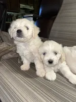 Toy size , a female English Cream Golden Retriever and Miniature Golden Retriever for sale in Lakewood, WI – 3 of 7