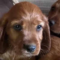 Little girl, a female Irish Setter for sale in Lakewood, WI – 2 of 5