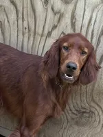 1 year old girl , a female Irish Setter for sale in Lakewood, WI – 3 of 4