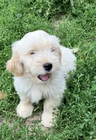 Happy, a male Miniature Golden Retriever for sale in Lakewood, WI – 2 of 4