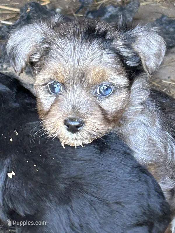 Blue eyed girl – Yorkshire Terrier, Morkie puppy for sale in Lakewood, WI
