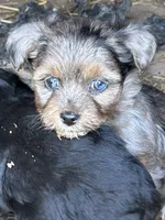 Blue eyed girl, a female Yorkshire Terrier and Morkie for sale in Lakewood, WI – 3 of 5