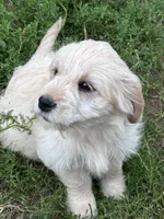 Princess, a female Miniature Golden Retriever for sale in Lakewood, WI – 1 of 5