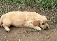 Dolly, a female Miniature Golden Retriever for sale in Lakewood, WI – 2 of 5