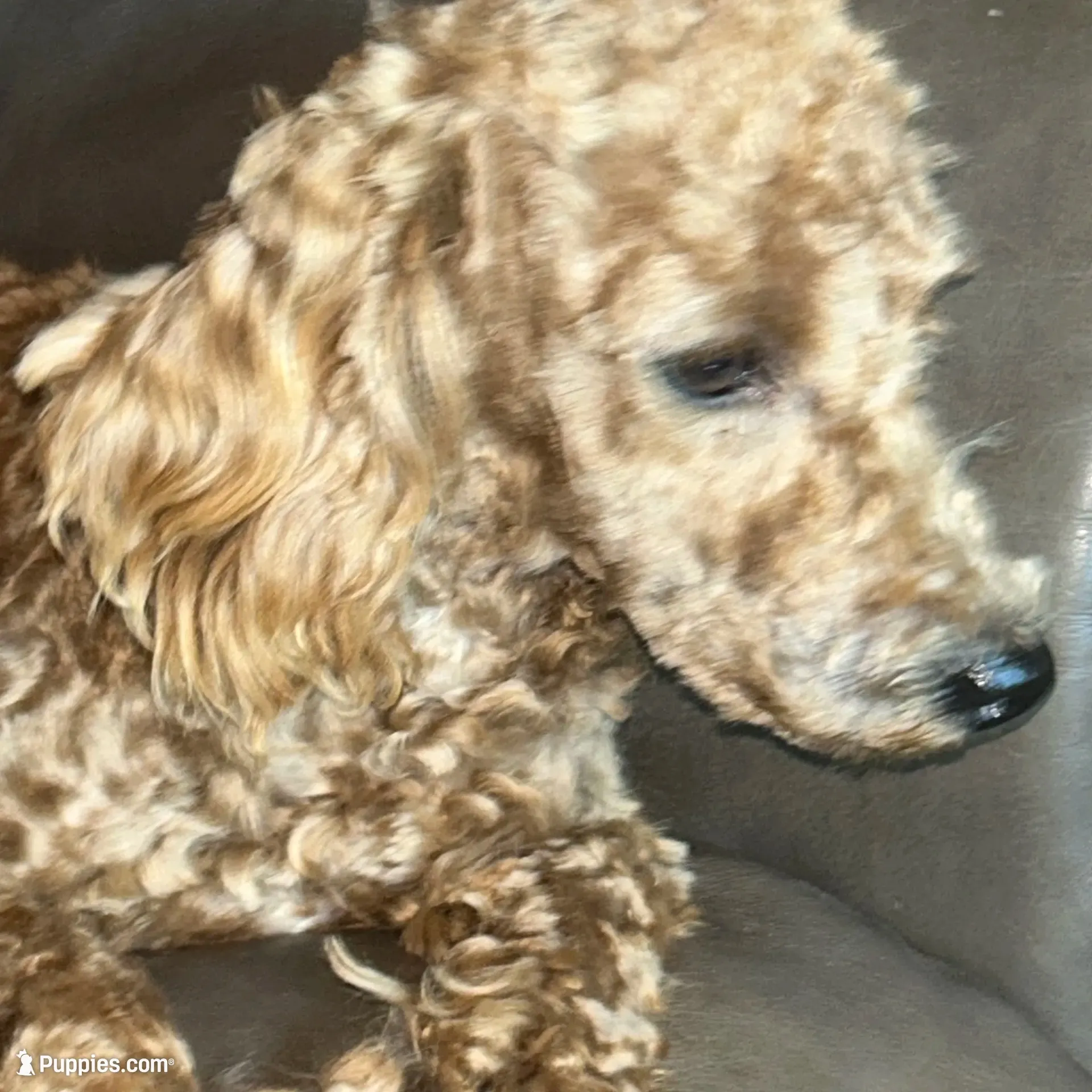 Nice boy, a male Poodle - Toy  and Poodle - Miniature  for sale in Lakewood, WI – 3 of 7