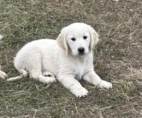 Breeding rights included, a female English Cream Golden Retriever and Miniature Golden Retriever for sale in Lakewood, WI – 2 of 4
