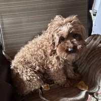 Pregnant cavapoo, a  Cavapoo and Poodle - Toy  for sale in Lakewood, WI – 2 of 4