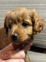 Poncho, a male Cavapoo for sale in Lakewood, WI – 2 of 3