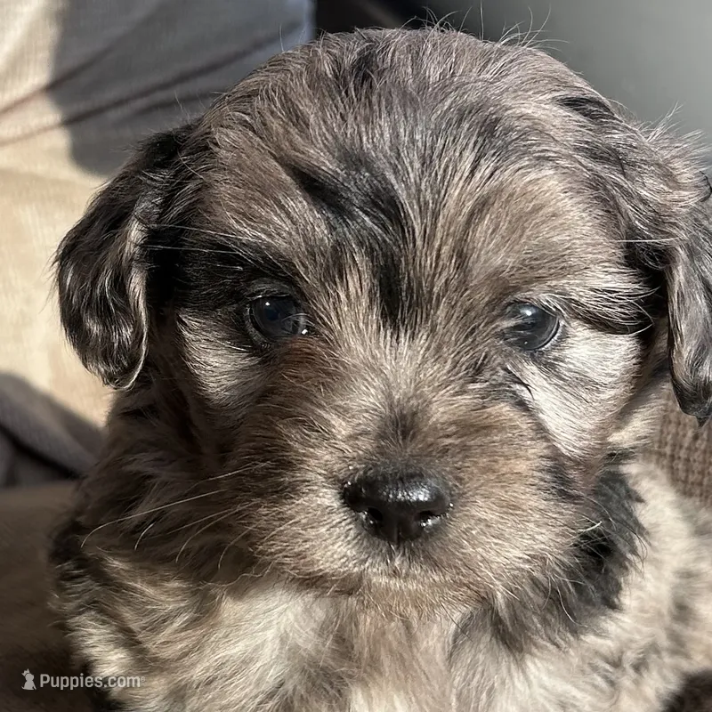 Henry – Cavapoo puppy for sale in Lakewood, WI