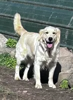 Cuddles, a female English Cream Golden Retriever and Miniature Golden Retriever for sale in Lakewood, WI – 4 of 4