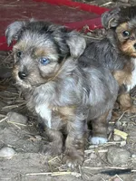 Blue eyed girl, a female Yorkshire Terrier and Morkie for sale in Lakewood, WI – 1 of 5