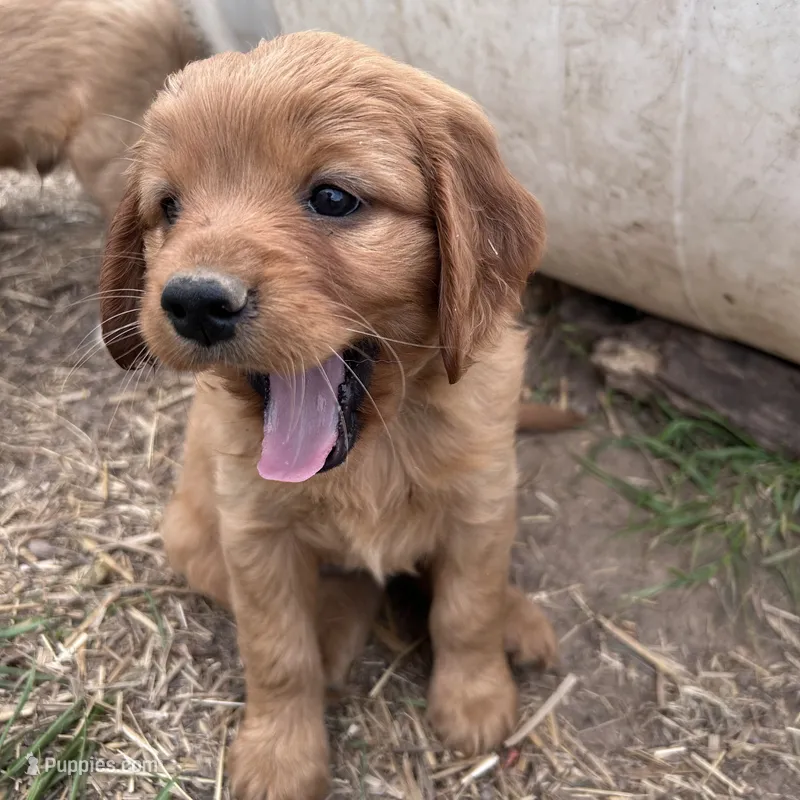 Small girl – Golden Retriever, Miniature Golden Retriever puppy for sale in Lakewood, WI