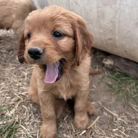 Peaches, a female Golden Retriever and Miniature Golden Retriever for sale in Lakewood, WI – 2 of 5