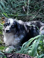 Blue eyed girl, a female Toy Australian Shepherd for sale in Lakewood, WI – 5 of 5