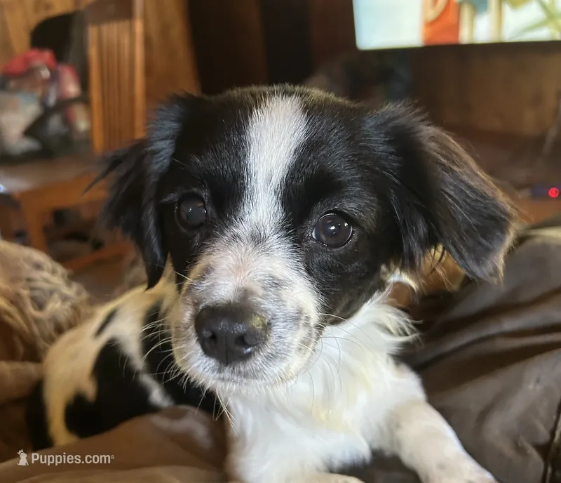 Sweetie pie – Cavapoo puppy for sale in Lakewood, WI