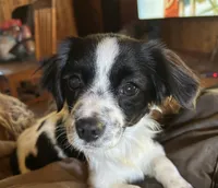 Sweetie pie, a female Cavapoo for sale in Lakewood, WI – 1 of 6