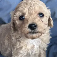 Small girl, a female Poodle - Toy  and Poodle - Miniature  for sale in Lakewood, WI – 1 of 6