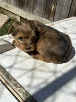 Rare sable girl, a female Yorkshire Terrier and Morkie for sale in Lakewood, WI – 3 of 6