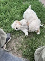 Princess, a female Miniature Golden Retriever for sale in Lakewood, WI – 4 of 5