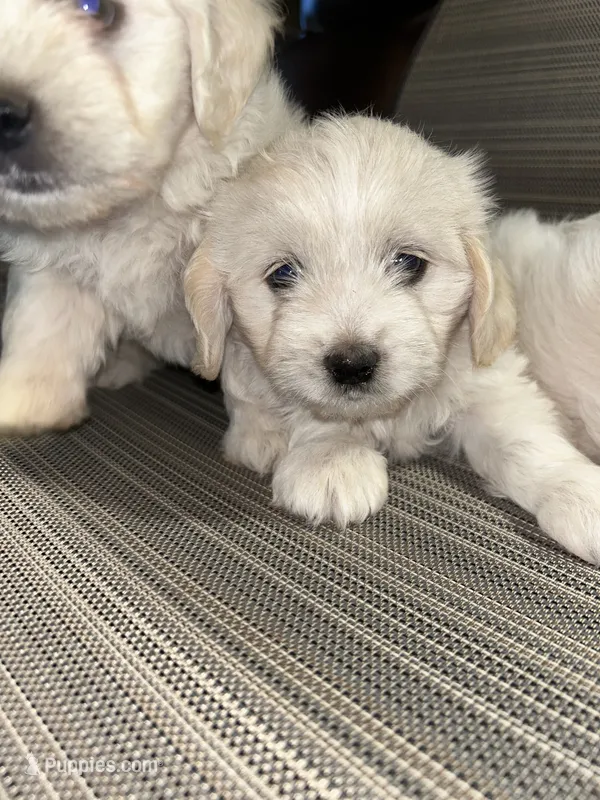 Toy sized boy – English Cream Golden Retriever, Miniature Golden Retriever puppy for sale in Lakewood, WI