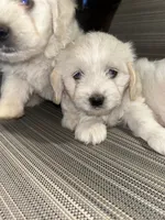 Toy sized boy, a male English Cream Golden Retriever and Miniature Golden Retriever for sale in Lakewood, WI – 1 of 5
