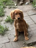 Nina, a female Irish Setter for sale in Lakewood, WI – 2 of 3