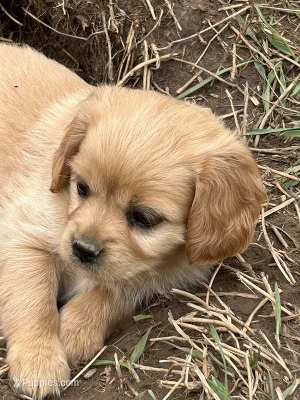 Tiny girl – Miniature Golden Retriever puppy for sale in Lakewood, WI