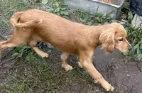 Cuddles, a female English Cream Golden Retriever and Miniature Golden Retriever for sale in Lakewood, WI – 2 of 5