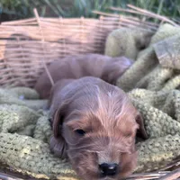 Benny, a male Golden Retriever and Miniature Golden Retriever for sale in Lakewood, WI – 1 of 3