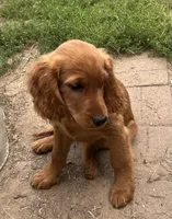 Nina, a female Irish Setter for sale in Lakewood, WI – 3 of 3