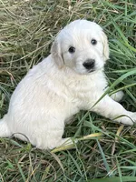Small boy, a male Golden Retriever and Miniature Golden Retriever for sale in Lakewood, WI – 2 of 5