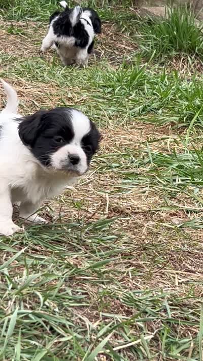 Sweetie , a female Cavapoo for sale in Lakewood, WI – 9 of 9