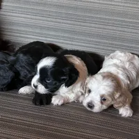 Mamma’s boy, a male Cavapoo and Cavalier King Charles Spaniel for sale in Lakewood, WI – 2 of 4