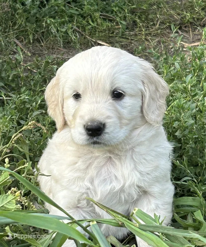 Benny – Golden Retriever, Miniature Golden Retriever puppy for sale in Lakewood, WI
