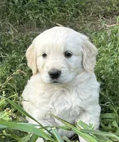 Benny, a male Golden Retriever and Miniature Golden Retriever for sale in Lakewood, WI – 1 of 5