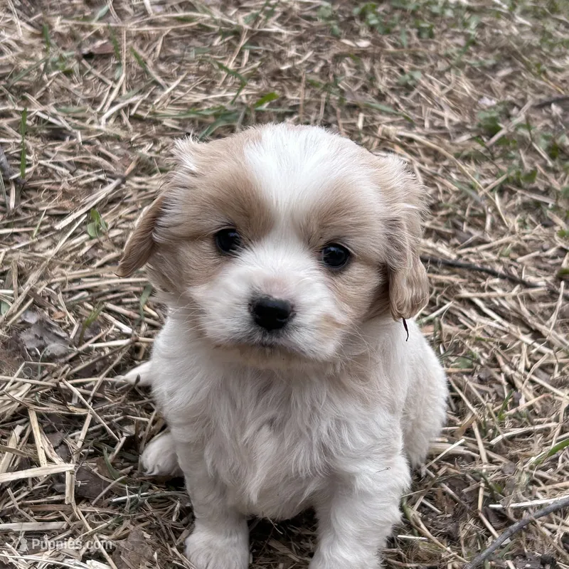 Enzo – Cavapoo, Cavalier King Charles Spaniel puppy for sale in Lakewood, WI