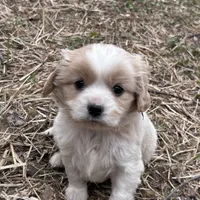 Enzo, a male Cavapoo and Cavalier King Charles Spaniel for sale in Lakewood, WI – 1 of 5