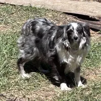 Blue eyed girl, a female Toy Australian Shepherd for sale in Lakewood, WI – 2 of 5