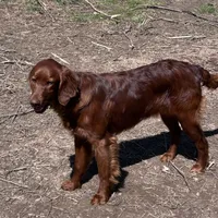 Bentley, a male Irish Setter for sale in Lakewood, WI – 2 of 3