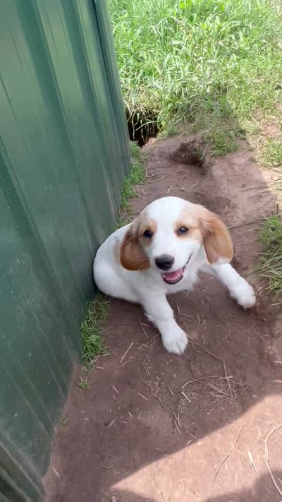 White boy, a male Golden Retriever and Miniature Golden Retriever for sale in Lakewood, WI – 6 of 6