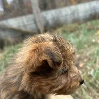  Beautiful sable girl, a female Yorkshire Terrier and Morkie for sale in Lakewood, WI – 3 of 10