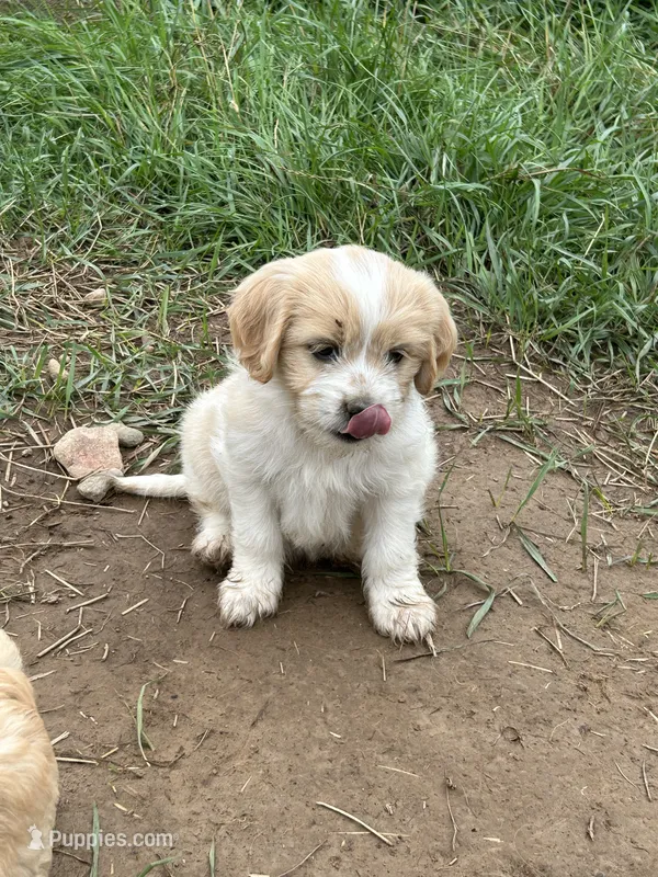 Daisy – Miniature Golden Retriever puppy for sale in Lakewood, WI