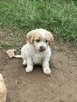Daisy, a female Miniature Golden Retriever for sale in Lakewood, WI – 1 of 6