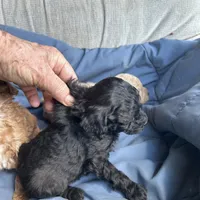 Marcie, a female Poodle - Toy  and Poodle - Miniature  for sale in Lakewood, WI – 3 of 7