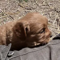 Peaches, a female Golden Retriever and Miniature Golden Retriever for sale in Lakewood, WI – 3 of 5