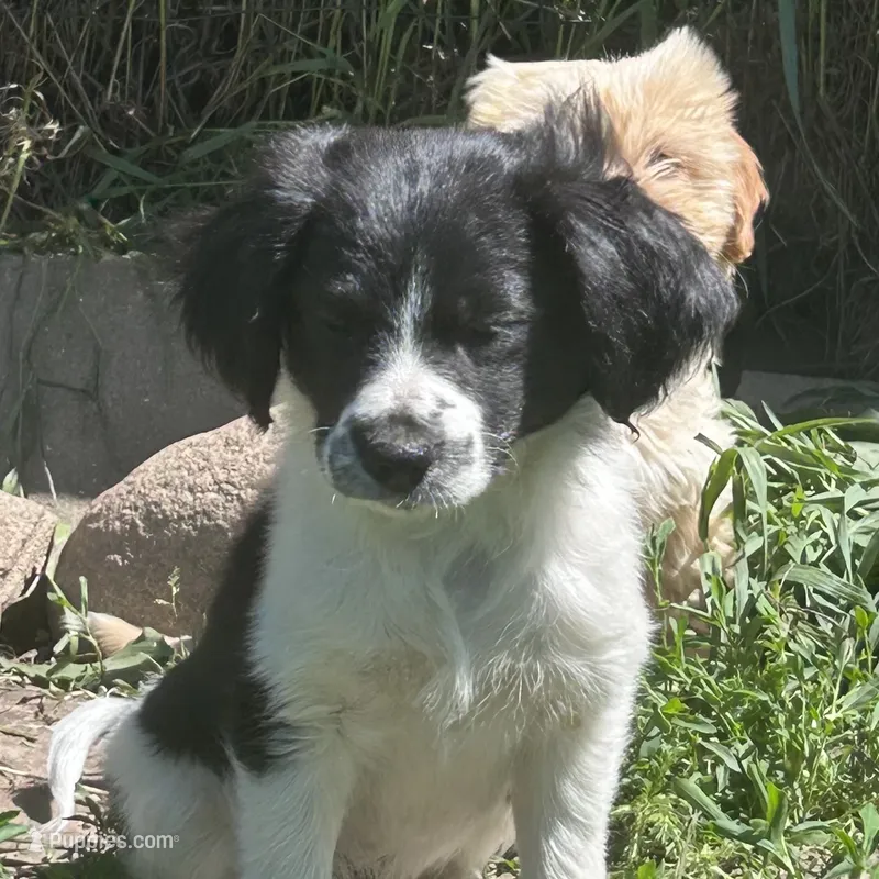 Annie – Cavapoo, Cavalier King Charles Spaniel puppy for sale in Lakewood, WI