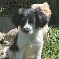 Tiny girl, a female Cavalier King Charles Spaniel and Toy Australian Shepherd for sale in Lakewood, WI – 1 of 5